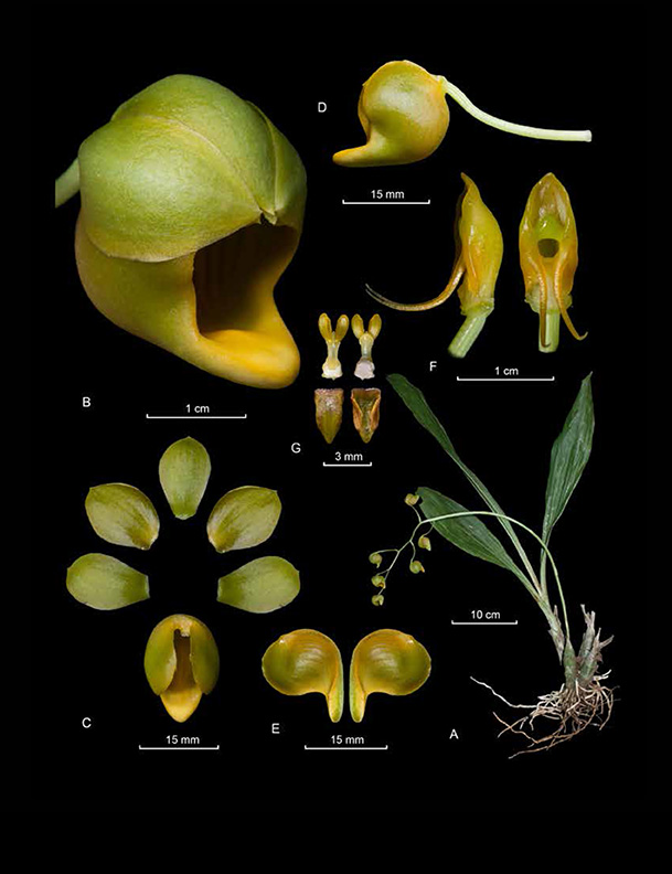 Catasetum ochraceum