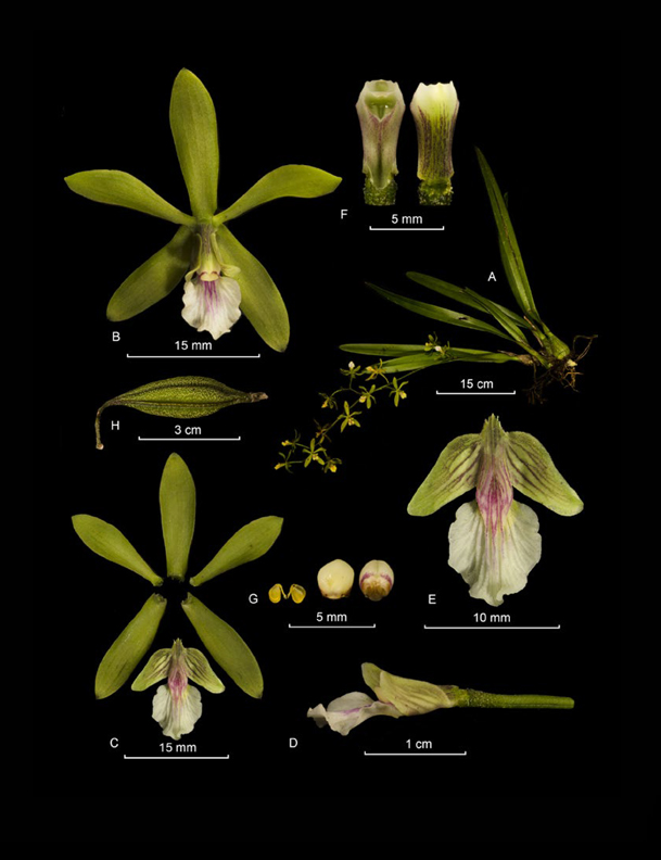 Encyclia stellata