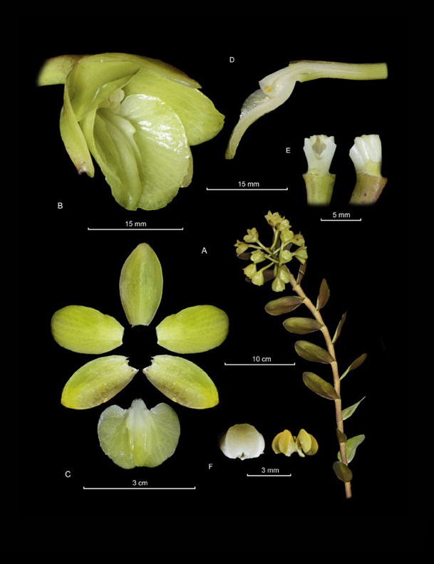 Epidendrum pazii