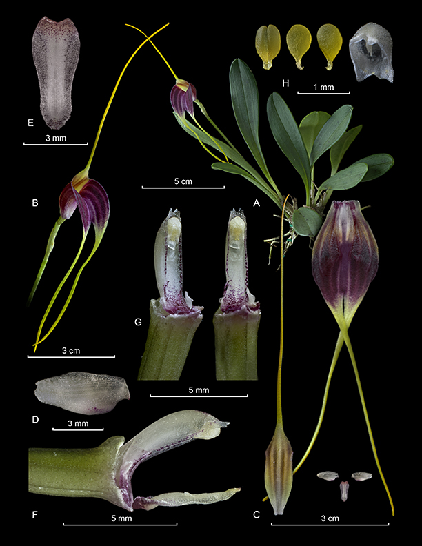 Masdevallia fulvescens