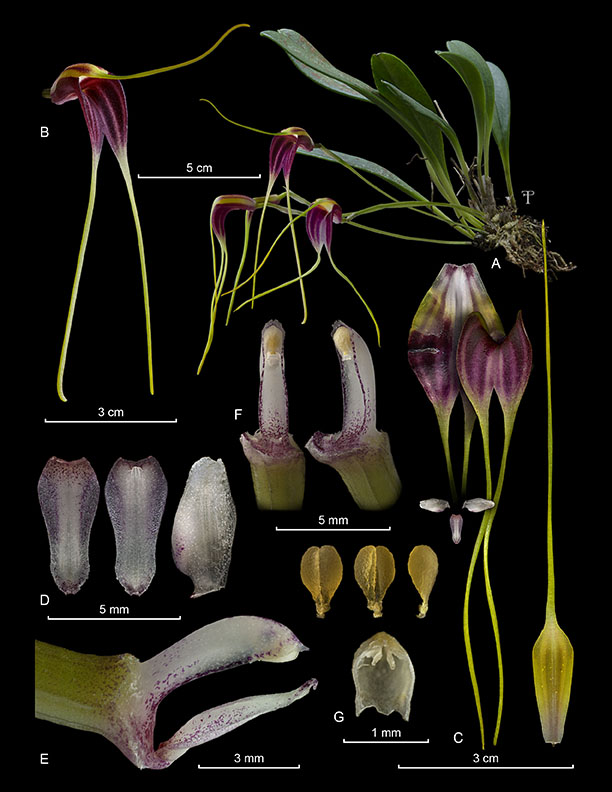 Masdevallia fulvescens
