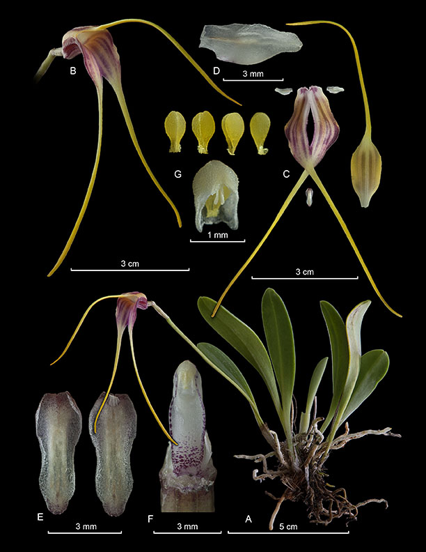 Masdevallia fulvescens