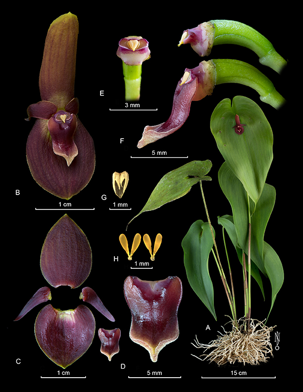 Pleurothallis cardiothallis