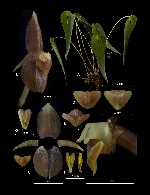 Pleurothallis compressa