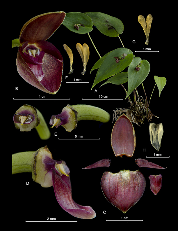 Pleurothallis navisepala