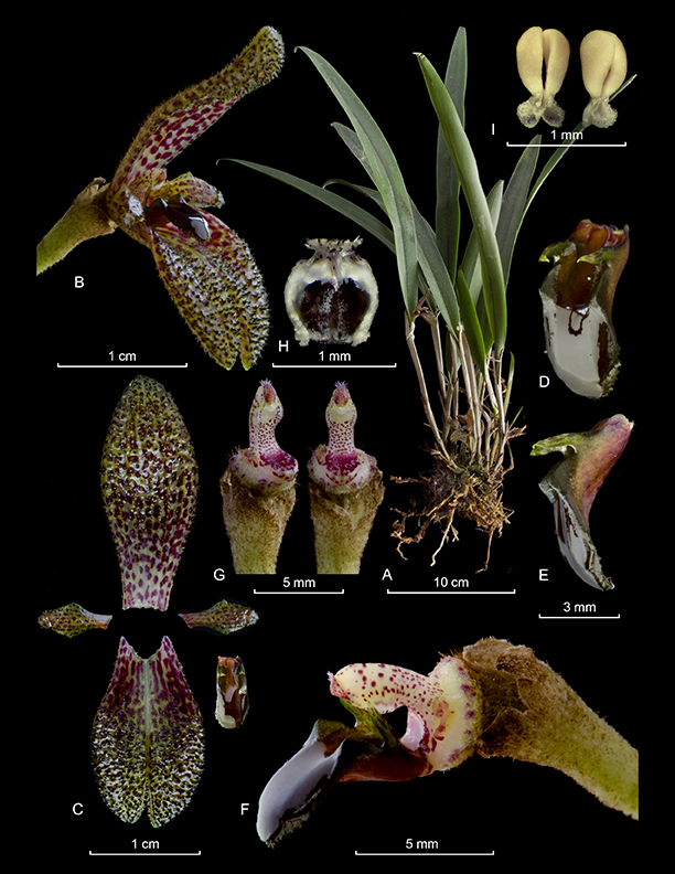 Echinosepala expolita
