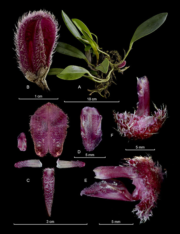 Echinosepala lappiformis