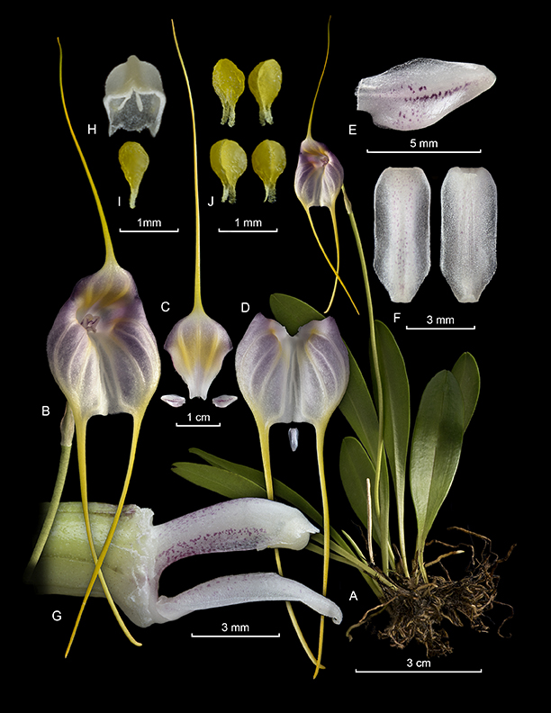 Masdevallia bellissima