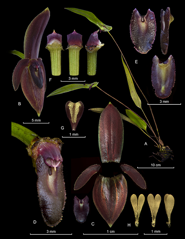 Pleurothallis angusta