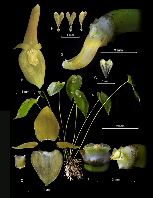Pleurothallis cardiothallis