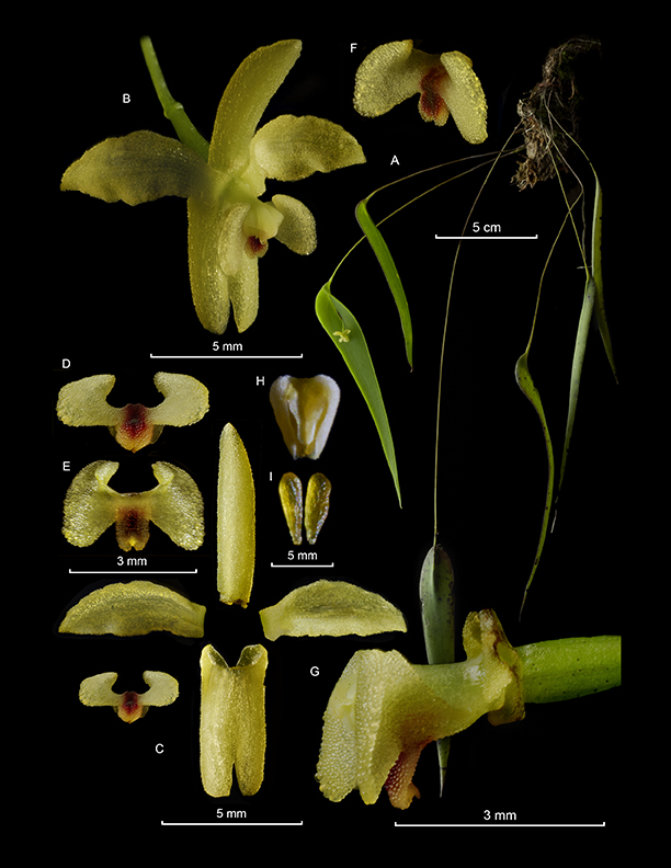 Pleurothallis fantastica
