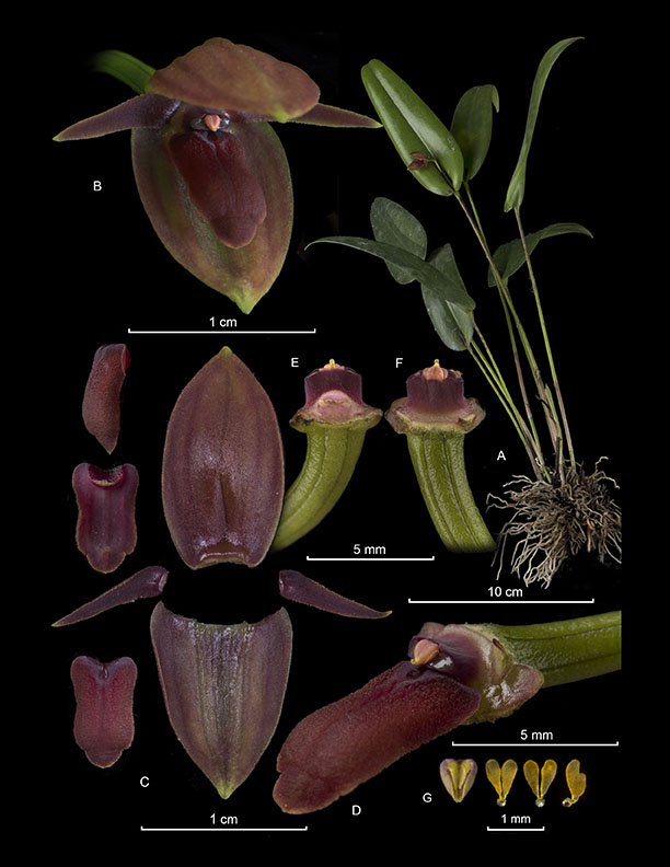 Pleurothallis grandilingua