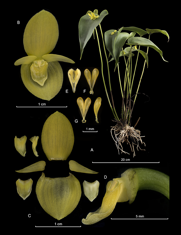 Pleurothallis navisepala