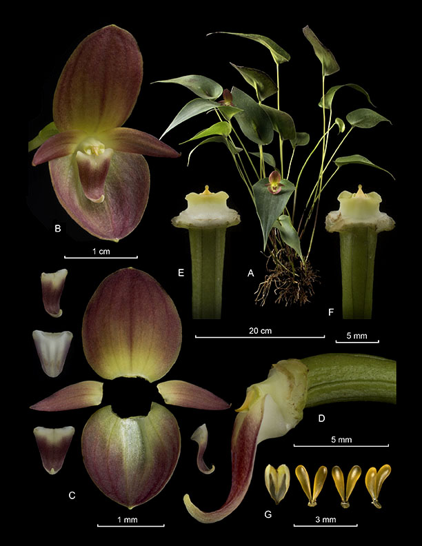 Pleurothallis oncoglossa