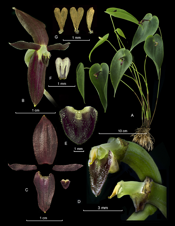 Pleurothallis phyllocardia
