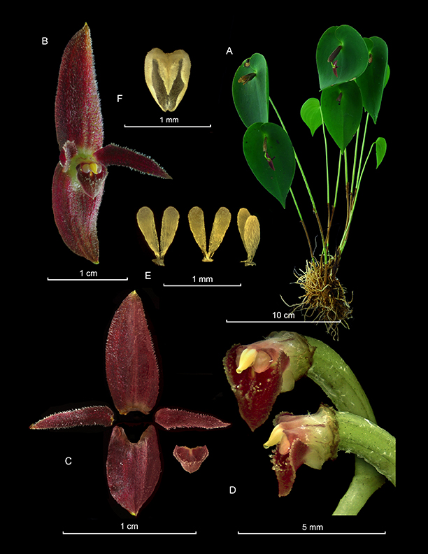 Pleurothallis pudica