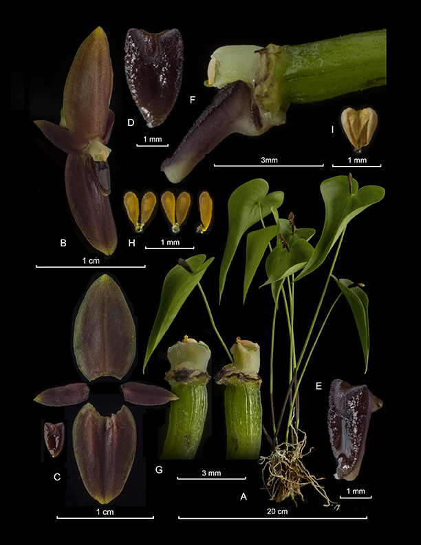 Pleurothallis rectipetala