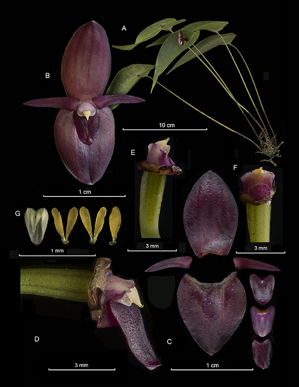 Pleurothallis tapantiensis