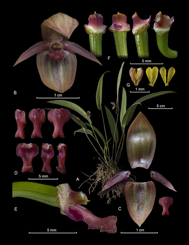 Pleurothallis tonduzii