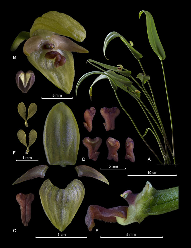 Pleurothallis tonduzii