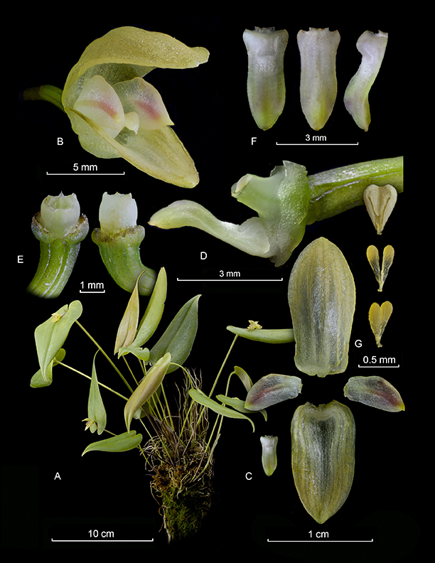 Pleurothallis vide-vallis