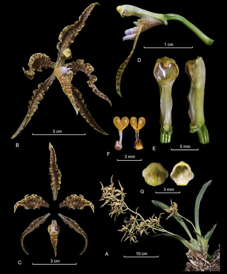Cyrtochilum angustatum