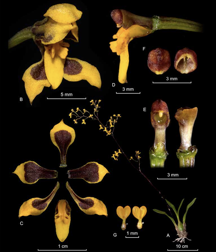 Cyrtochilum densiflorum