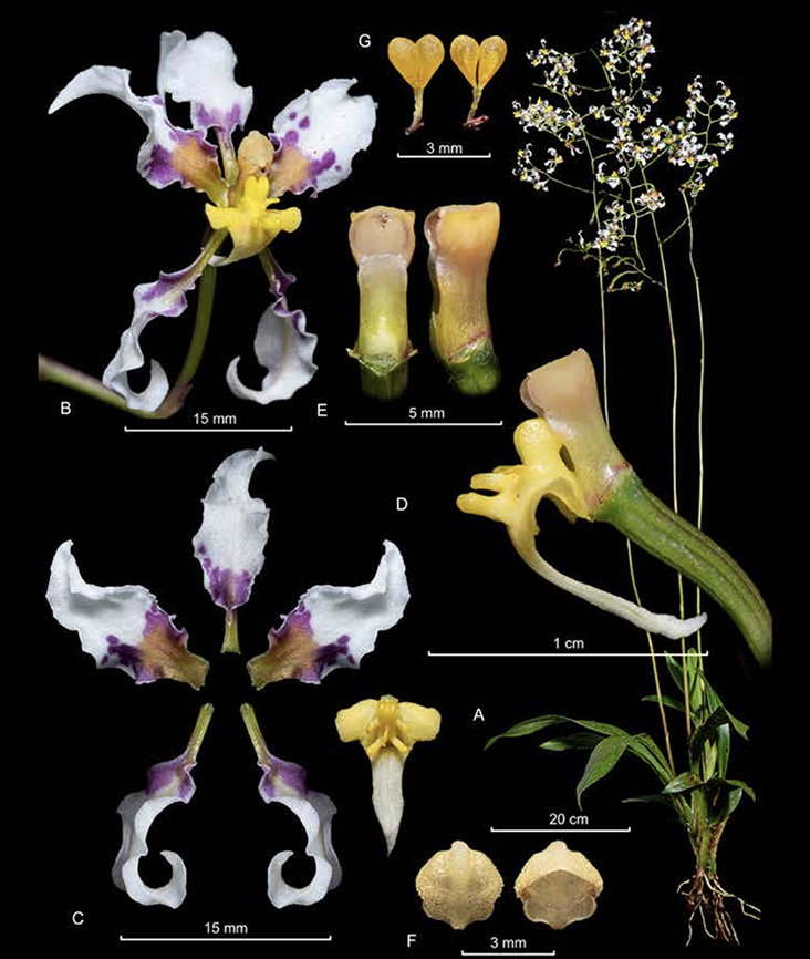 Cyrtochilum dipterum