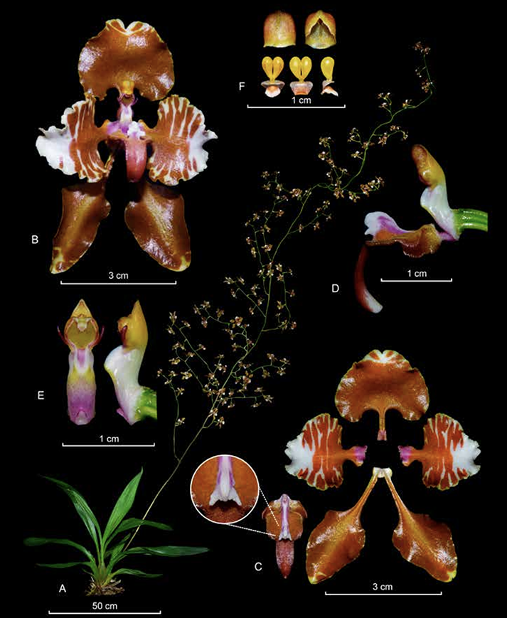 Cyrtochilum halteratum