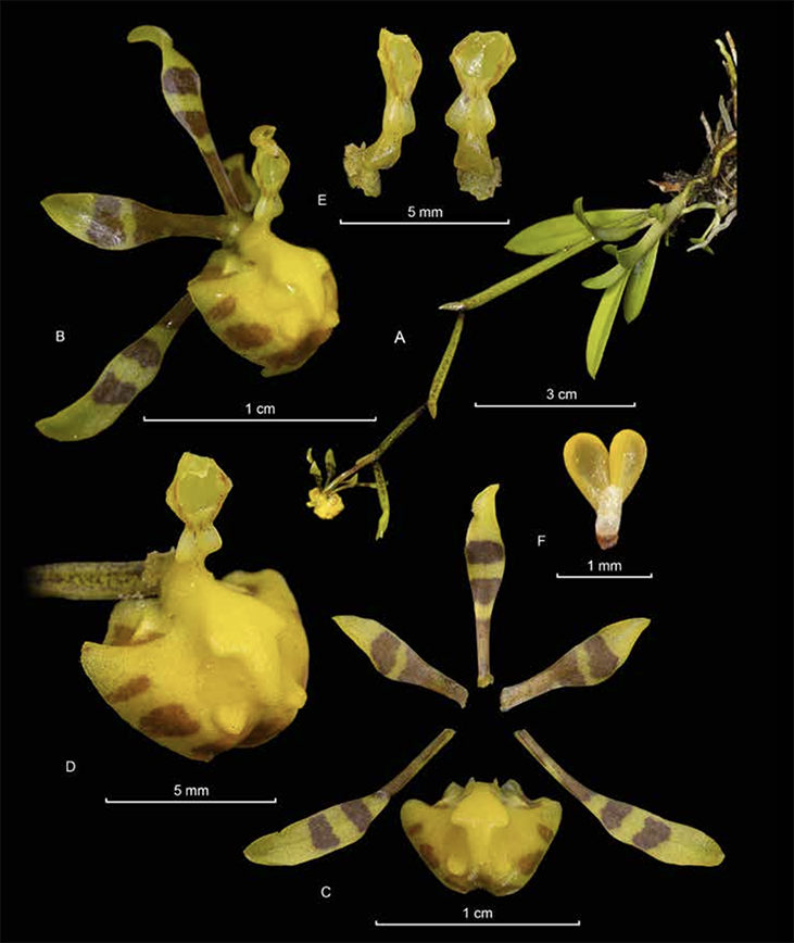 Cyrtochilum meirax