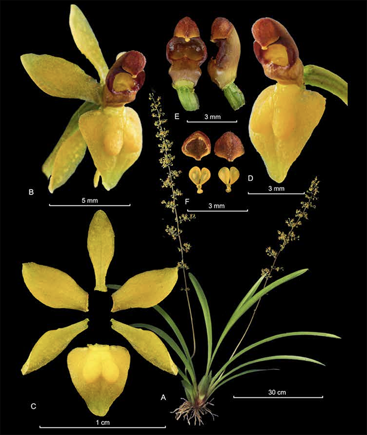 Cyrtochilum murinum
