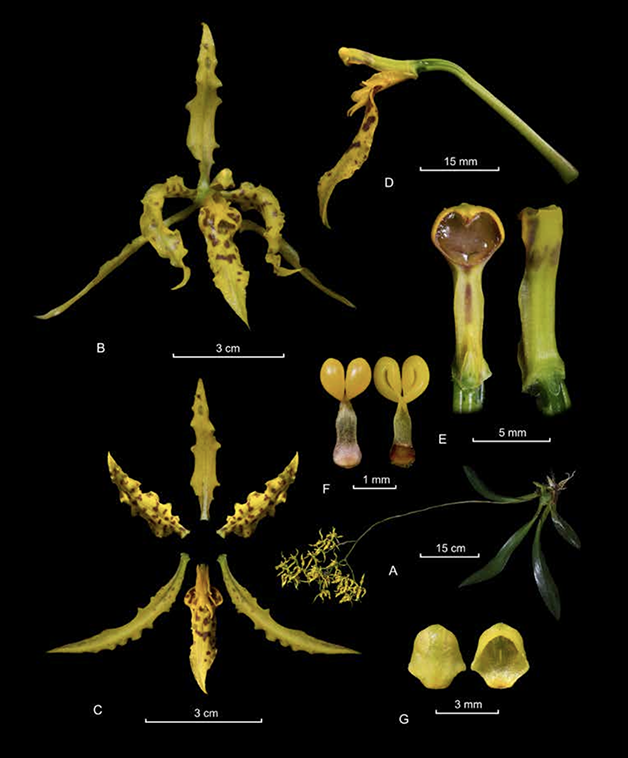 Cyrtochilum pardinum