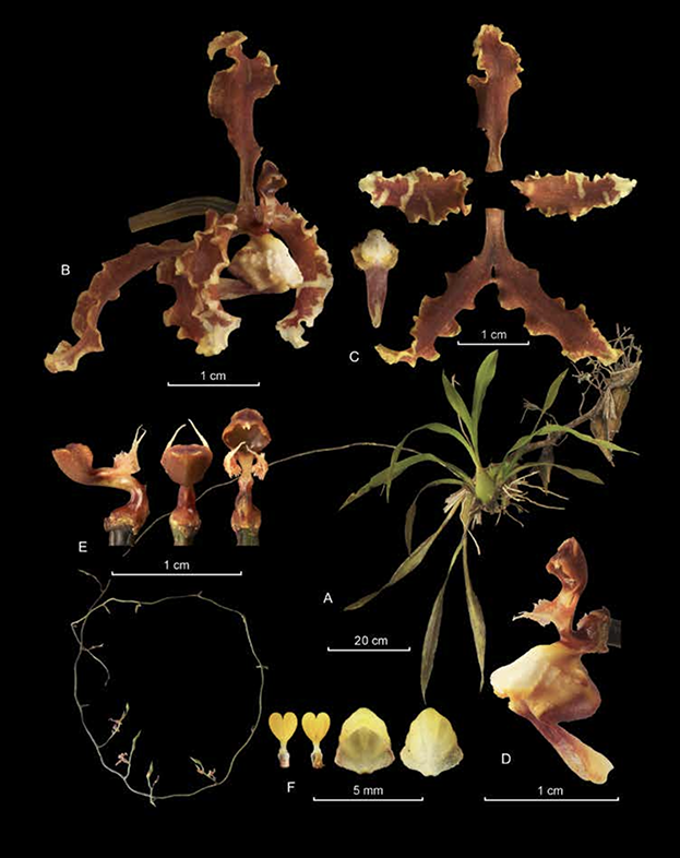 Cyrtochilum ramiro-medinae
