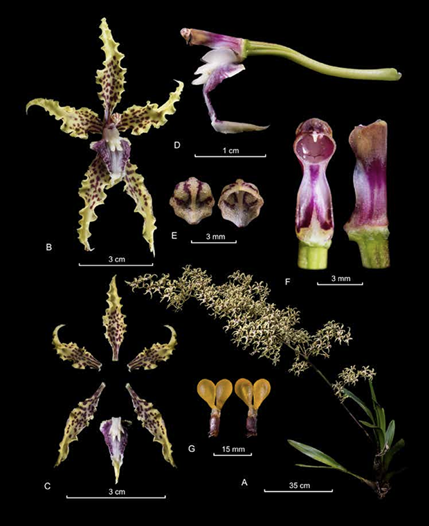 Cyrtochilum sodiroi