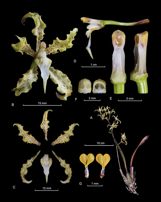 Cyrtochilum sodiroi