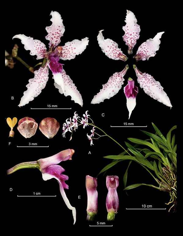 Cyrtochilum sodiroi