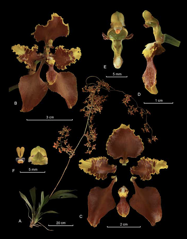 Cyrtochilum tetracopis